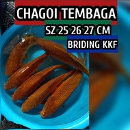 koi blitar chagoi cagoi tembaga ready kohaku showa sanke karasi kujaku