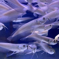 ARWANA SILVER RED BRAZIL SERAT MERAH 11-12CM