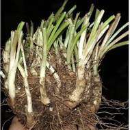 Umbi Bunga Sedap Malam Besar Banyak tunas