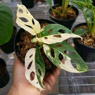 janda bolong varigata / Monstera acuminata varigata / janbol japanes
