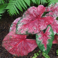 UtopiaSeeds Fire Chief Caladium Bulb - Fancy Leaf Caladium - 1 Caladium Root
