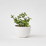 銀杏木 | 生日賀禮 室內盆栽 發財樹
