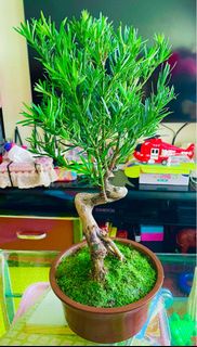 原生小葉雀舌 羅漢松（樹身呈S型，粗4.5厘米，高含盆55厘米）