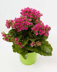 30 เมล็ดพันธุ์ Home Plant เมล็ด กุหลาบหินดอกซ้อน ไม้อวบน้ำ กุหลาบหิน Kalanchoe blossfeldiana Seed อัตราการงอก 80-85%