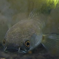 ikan baby channa maru ys yellow sentarum size -+6-8cm