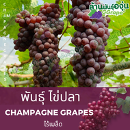 กิ่งพันธุ์องุ่น พันธุ์ใข่ปลา (Champagne Grapes) ไร้เมล็ด