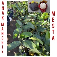 Anak pokok Mesta  hybrid / kawin / pokok buah mesta / pokok manggis mesta thai