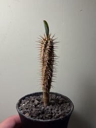 鬼棲閣 塊根植物