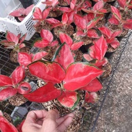 AGLONEMA SUSKOM JAIPONG/ TANAMAN HIAS AGLONEMA SUSKOM JAIPONG