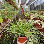 spider-plant-price-promotion-jun-2026-biggo-malaysia