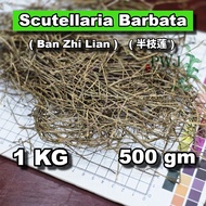 Scutellaria Barbata (Ban Zhi Lian) 半枝莲 (1KG & 500gm)