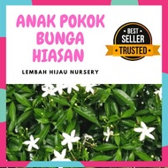 ANAK POKOK BUNGA / Pokok Ervatamia Dwarf Jasmine Thai/ Pokok bunga jasmin katik