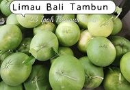 Ipoh Limau Bali Tambun /Pomelo(Manis&amp;Masam manis)正宗打扪柚子