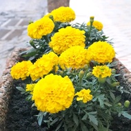 500 Large Yellow Dwarf Marigold Seeds