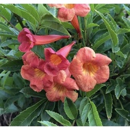 Pelbagai Jenis Keratan Tecoma