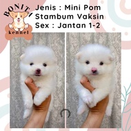 Jual Anjing Mini Pom Super Mini Pom Stambum Jantan Minipom Terlaris