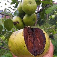 TIADA COD Anak Pokok Black Sapote (Chocolate Pudding Fruit)