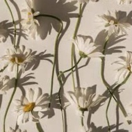 Flower flower flower