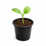 Anak Pokok Markisa Panama Gold/ Panama Gold Passion Fruit (Passiflora edulis) 8-15cm