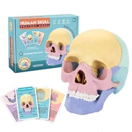Anatomy Skull Model Human Medical Skull Model Human Skull Model For Anatomy