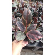 Ficus Elastica Ruby Varigata - Karet Kebo - Rubber Plant -Tanaman Hias #Original[Grosir]