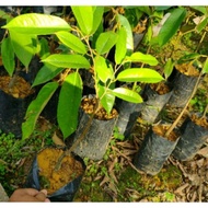 Anak Pokok Durian Duri Hitam/ Durian Black Thorn/ Duri Hitam