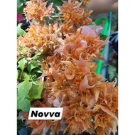 SALE!!! RARE ROOTED BOUGAINVILLEA