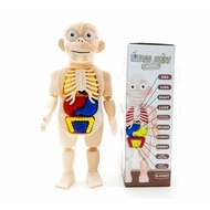 Human Body Anatomical Model Educational Toy For Kids