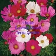 Bibit Benih Cosmos Multicolor Mix Kenikir seeds ecer