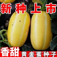 Golden Sweet Melon Seeds Sweet Dropped Teeth Seeds Fruit Melon Seeds Original Four Seasons Fruit See