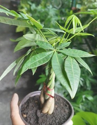 Money Tree live plant