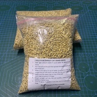 №1KG Pure barley seeds / Pure wheat grass /Organic