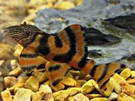 [Livestock] L397 Tiger Pleco (1.5 - 2 inch ) | Simply Aquatics | Aquatic Fish | Aquarium |Small Medium Pet Fishes | Live Fish Pets