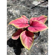 Caladium Selma Red Keladi Murah (P110)