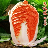 Authentic Fire Phoenix Chinese Cabbage Seeds Orange Red Heart Chinese Cabbage Golden Yellow Rice Disease-Resistant High-