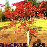 Anak Pokok Maple Merah, Penari Merah Jepun, Empat Musim Asli, Tiga Musim, Api Abadi Cina, Halaman Kecil, Pemandangan Pen