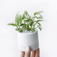 (現貨) 白灰漸層系列 | 白金葛 室內植栽 圓形雙色水泥觀葉盆栽