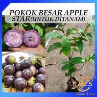 Pokok Besar Apple Star Untuk Ditanam Pokok Hidup Real Live Plant Apple Susu 金星果