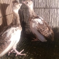 anakan burung merak 1 bulan