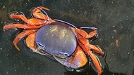 [Livestock]Rainbow crab 6-10cm | Aquatic Animals | Fish | Aquarium Live Pet Fishes | Small Medium Fish