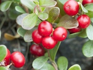 bearberry fruit bonsai tree plant seeds
