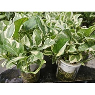 Epipremnum Aureum N'Joy Money Plant in Hydro Pot House Home Plant Gardening Landscaping
