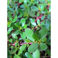 Edible Amaranth Seeds Seeds Amaranth Seeds Potted Plants Amaranth Vegetables Amaranth Seeds Autumn V