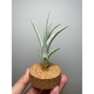 Airplant Tillandsia Metacumbe