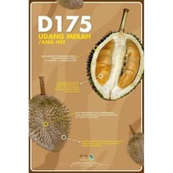 ANAK POKOK DURIAN UDANG MERAH D175 RED PRAWN RARE KLON PREMIUM ANG HEE [READY STOCK &amp; READY TO DELIVER]