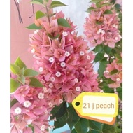 SALE!! RARE ROOTED BOUGAINVILLEA