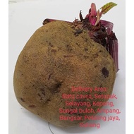 Beet root (Ubi Bit Merah) 450 gm+-Rm 6.00