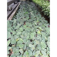 ♞,♘Available live plants Calathea Fishbone seed ling bag included