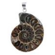 ammonite fossil pendant necklace