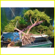 ☢ ℗ ♂ bonsai tree for aquarium design random design